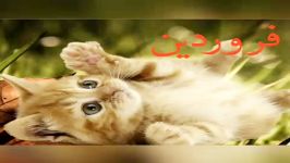 طالع بینی ماها به سبک گربه های ملوس ساخت خودم 