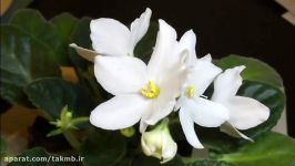 How To Pollination An African Violet  آموزش گرده افشانی گرفتن بذر بنفشه آفریقایی