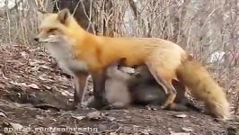 ببینید این روباه به چه بچه هایی داره شیرمیده