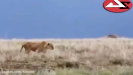 Hippo Attacks  Hippo vs Lion Zebra Wild Dogs Buffalo Rhino Ampala Human