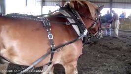 TEN HORSE POWERED SWEEP Runs Corn Shredder