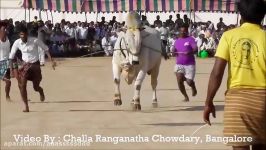 2017 Peddavadugur Anantapuram District NEW CATEGORY Bulls Show