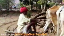 Bull Fetching Water From Well at our Farm House  #MH11