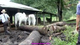 Horse powered saw mill Belize