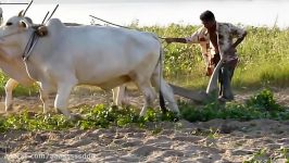 Plowing a field with Oxen driven plow