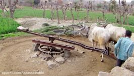 Ox drawn water wheel Rajasthan India