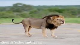شیرها بلندترین غرش را در بین گربه سانان بزرگ دارند
