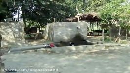 Water Fetching from Well Using Bulls