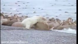 تلاش ناموفق خرس قطبی برای شکار گراز دریائی