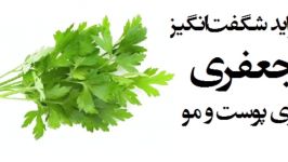 خواص تخم، ساقه برگ جعفری