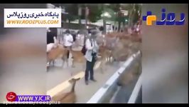 هجوم گوزن ها به شهر به دلیل وقوع سیل