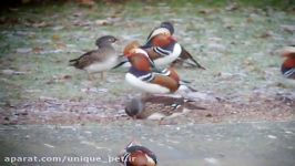 Mandarin Ducksزیباترین پرنده دنیا اردک ماندارین