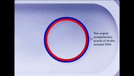 Semiconservative Replication