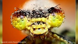 15 Weirdest Insects on Earth