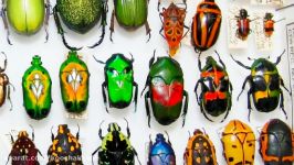 Jewels of the Insect World  Amazing Tropical Beetles 720p HD