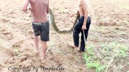  That Works 100 Amazing Smart Boys Catch Biggest Snake Using Net