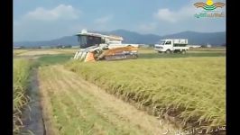 برداشت برنج زمین های کشاورزی ژاپن