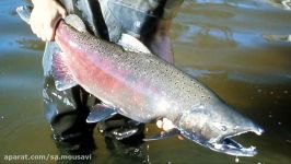 Salmonidae salmon trout chars