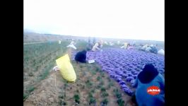 برداشت گل زعفران مزارع اختصاصی شرکت مطهر