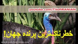 کاسوری، خطرناک ترین پرنده روی کره زمین