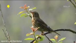 پادشاهی وحش Wild Kingdom