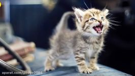 Little kittens meowing and talking  Cute cat pilation