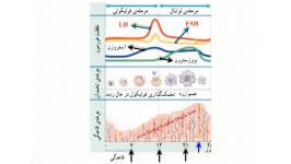 چرخه قاعدگی خانمها در یک ماه