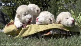 Crimean cuteness 4 rare white lion cubs born in Taigan Safari Park