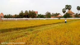 KUBOTA DC70  on farm fields in cambodia vs rice