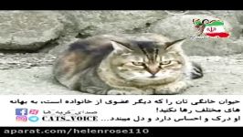 . گربه خانگى را رها نكنید. گربه رهاشده چنین میپنداردكه