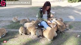 دوستی دختر خرگوش ها غذا دادن به خرگوش ها