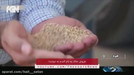 فروش خاک به دولت به اسم گندم خودکفایی در تولید گندم به سبک جمهوری اسلامی