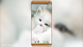 Fluffy Kitten Live Wallpaper