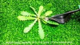 How To Remove a Weed Using a 2 Prong Weed Removal Tool