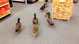 حمله اردکها به فروشگاه مواد غذایی 