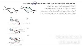 حل تست زیست رشد نمو جانوری