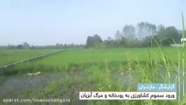ورود سموم کشاورزی به رودخانه مرگ آبزیان در مازندران