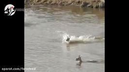 شکار وحشتناک اهو توسط تمساح در رودخانه