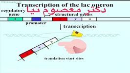 بررسی فرایند ترجمه RNA توسط دكتر معصوم نیا