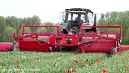 Topping Tulips  John Deere 6R on Soucy Tracks  JVS triple topper  DJ Visser bloemen Holland