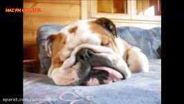 Funny Dogs Video   Funny Dogs Snoring Compilation 2017