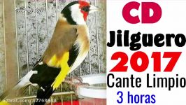 Canto del Jilguero CD Limpio 2017  Chant chardonneret 2017