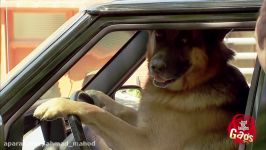 Smart Dog Drives Smart Car