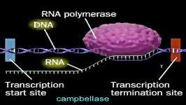 فرایند رونویسی DNA