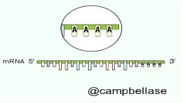 تشکیل DNA RNA رونویسی معکوس