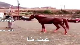 تفاوت تربیت اسب توسط مربی اروپایی مربی عرب