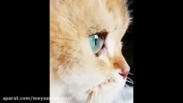 گربه ای زیباترین چشمهای دنیا را دارد