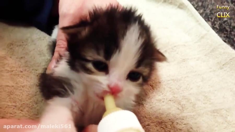آموزش شیر دادن به بچه گربه تازه متولد شده .