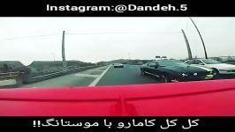 کل کل کامارو موسانگ تو تهران