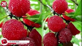 Types Of Fruit You NEVER Knew Existed